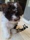 Poodle Puppies for sale in Logansport, LA 71049, USA. price: NA