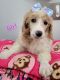 Poodle Puppies for sale in North Bend, OH, USA. price: $900