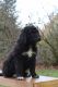 Poodle Puppies for sale in Battle Ground, WA 98604, USA. price: NA
