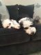 Poodle Puppies for sale in Maineville, OH 45039, USA. price: NA