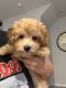 Poodle Puppies for sale in Henderson, NV, USA. price: $2,500