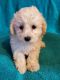 Poodle Puppies for sale in Dublin, GA 31021, USA. price: NA