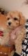 Poodle Puppies for sale in Shelby, NC, USA. price: NA