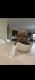 Poodle Puppies for sale in Bellflower, CA, USA. price: NA