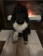 Poodle Puppies for sale in St. Louis, MO, USA. price: $1,500