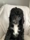 Poodle Puppies for sale in Huntsville, AL, USA. price: NA