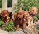 Poodle Puppies for sale in 203 US-1, Norlina, NC 27563, USA. price: $500