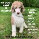 Poodle Puppies for sale in Lakeville, IN 46536, USA. price: NA