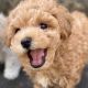 Poodle Puppies for sale in Toledo, OH, USA. price: NA