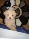 Poodle Puppies for sale in Upper Marlboro, MD 20772, USA. price: NA