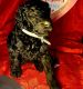 Poodle Puppies for sale in Roswell, NM, USA. price: $500