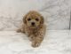 Poodle Puppies for sale in Oklahoma City, OK, USA. price: NA