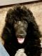 Poodle Puppies for sale in Lenexa, KS, USA. price: NA