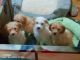 Poodle Puppies for sale in Pittsburgh, PA, USA. price: NA