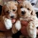 Poodle Puppies for sale in 12300 Bermuda Rd, Henderson, NV 89044, USA. price: $1,000