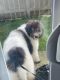 Poodle Puppies for sale in Kent Des Moines Rd, Des Moines, WA, USA. price: $800
