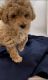 Poodle Puppies for sale in Mundelein, IL, USA. price: $2,500