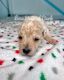 Poodle Puppies for sale in Port Arthur, TX, USA. price: NA