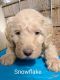 Poodle Puppies for sale in Terrell, TX, USA. price: $1,000