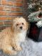Poodle Puppies for sale in Panama City Beach, FL, USA. price: NA