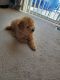 Poodle Puppies for sale in MD-202, Maryland, USA. price: NA