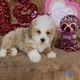 Poodle Puppies for sale in Germany, TX 75835, USA. price: NA