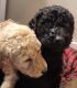 Poodle Puppies for sale in Spokane, WA, USA. price: NA