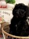 Poodle Puppies for sale in Clintwood, VA 24228, USA. price: NA