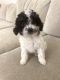 Poodle Puppies for sale in Sarasota, FL, USA. price: NA