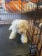 Poodle Puppies for sale in Mesquite, TX, USA. price: NA