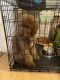 Poodle Puppies for sale in Deerfield Beach, FL 33442, USA. price: $4,100