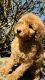 Poodle Puppies for sale in Elizabethtown, KY, USA. price: NA