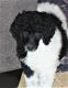 Poodle Puppies for sale in Sacramento, CA, USA. price: $800