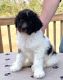 Poodle Puppies for sale in NH-16, Conway, NH, USA. price: $800