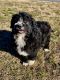 Poodle Puppies for sale in Tazewell, TN 37879, USA. price: NA
