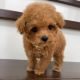 Poodle Puppies for sale in Daly City, CA 94016, USA. price: NA