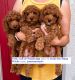 Poodle Puppies for sale in 135 E 100 S, Salt Lake City, UT 84111, USA. price: $1,450