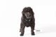 Poodle Puppies for sale in Fargo, ND, USA. price: $1,800