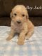 Poodle Puppies for sale in Littlerock, CA 93543, USA. price: NA