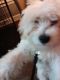 Poodle Puppies for sale in Chicago, IL, USA. price: $120,000