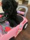 Poodle Puppies for sale in Lincoln, NE 68516, USA. price: $600