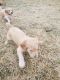 Poodle Puppies for sale in Hermiston, OR, USA. price: NA