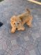 Poodle Puppies for sale in Fontana, CA, USA. price: $2,000