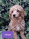Poodle Puppies for sale in Kenilworth, UT 84529, USA. price: $1,000