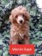 Poodle Puppies for sale in Kenilworth, UT 84529, USA. price: NA
