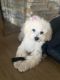 Poodle Puppies for sale in Fontana, CA, USA. price: $1,200