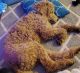Poodle Puppies for sale in Greenville, SC 29601, USA. price: NA