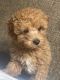 Poodle Puppies for sale in Jackson, MS 39213, USA. price: NA