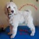 Poodle Puppies for sale in Coeburn, VA 24230, USA. price: $1,200