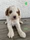 Poodle Puppies for sale in North Port, FL, USA. price: $2,500